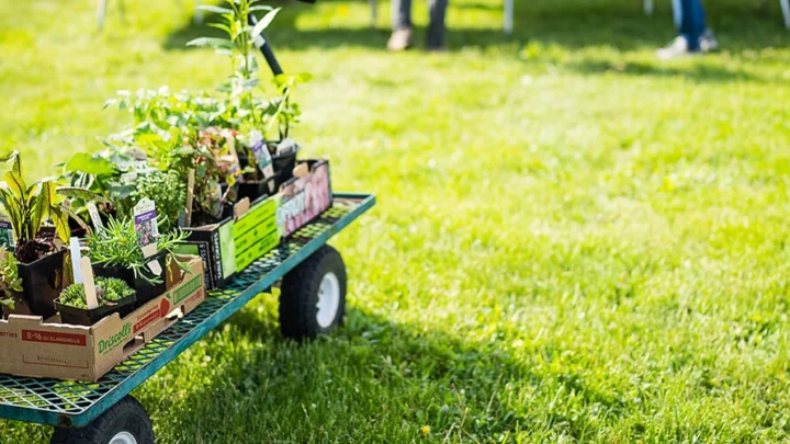 Plants sit on a cart at Festival of Spring