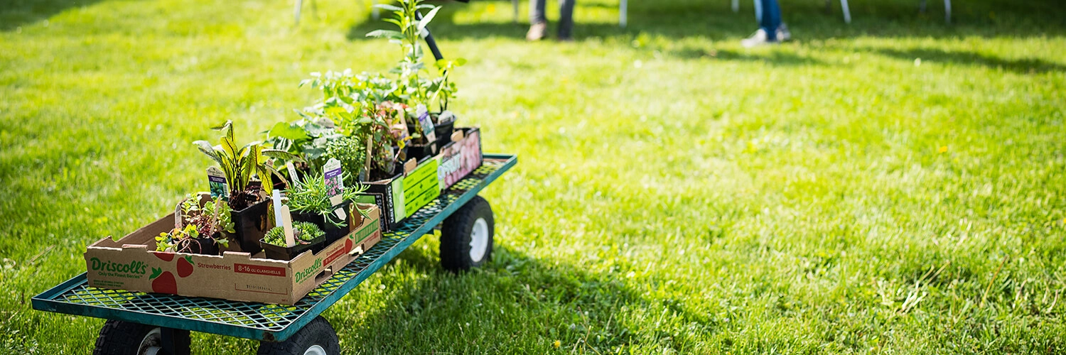 Plants sit on a cart at Festival of Spring