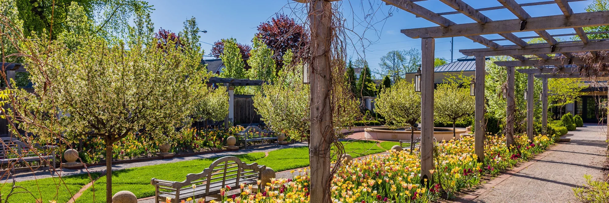 The Formal Garden in spring, with yellow, magenta, and white tulips, trees, and views of a pergola.