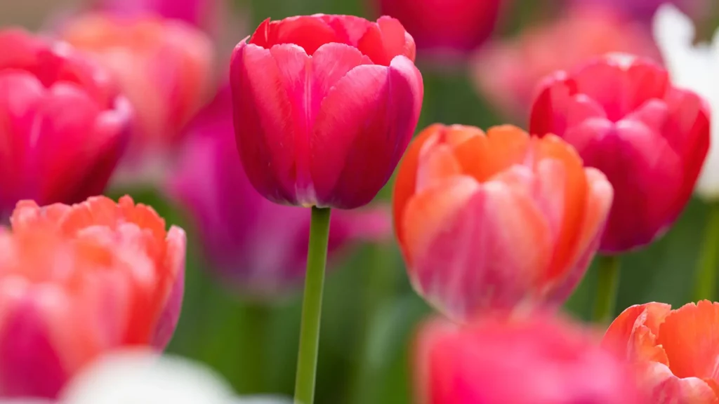 Pink tulips