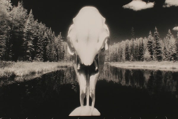 An animal skull with water and pine trees on either side.