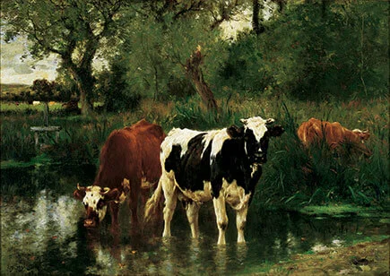 Cows graze along a shore of a river.