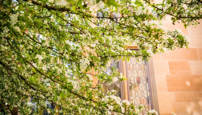 A view of a blooming tree, with a stained glass window in the background.