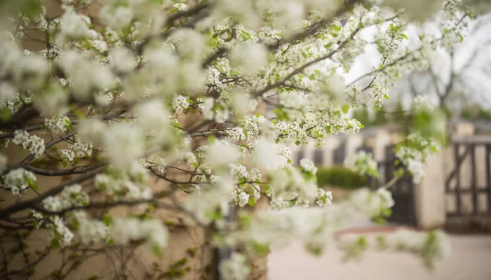 A close up of a magnolia tree with white blooms in spring.