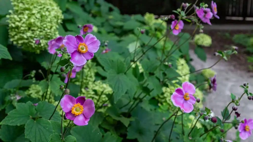 Flowers in the Paine gardens