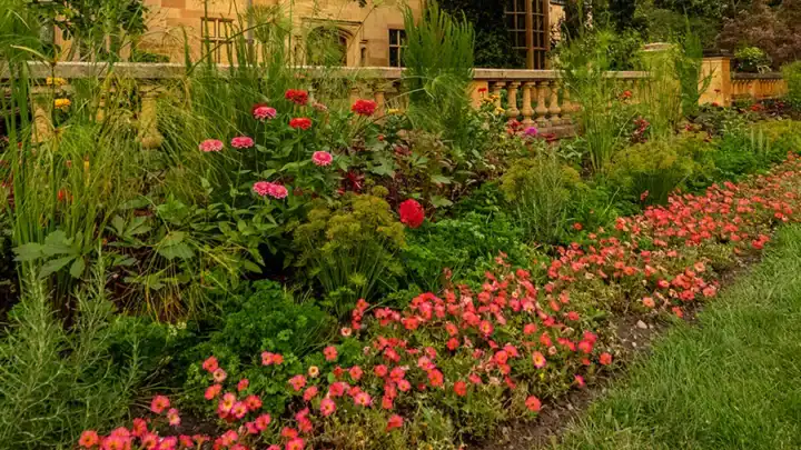 Flowers in the Paine gardens