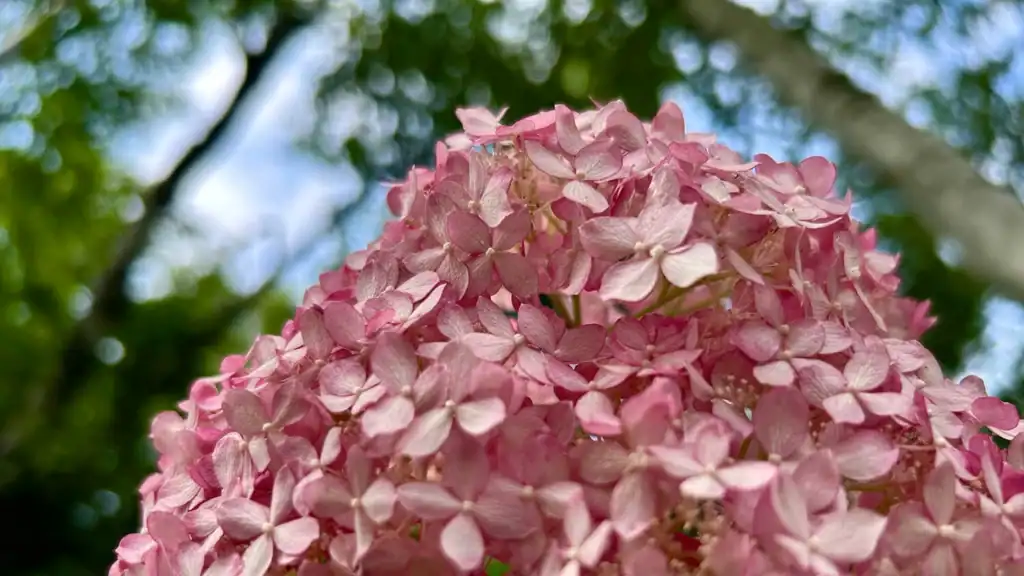 Flowers in the Paine gardens