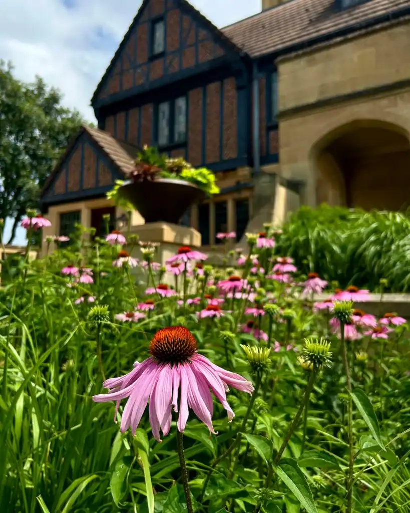 Flowers in the Paine gardens