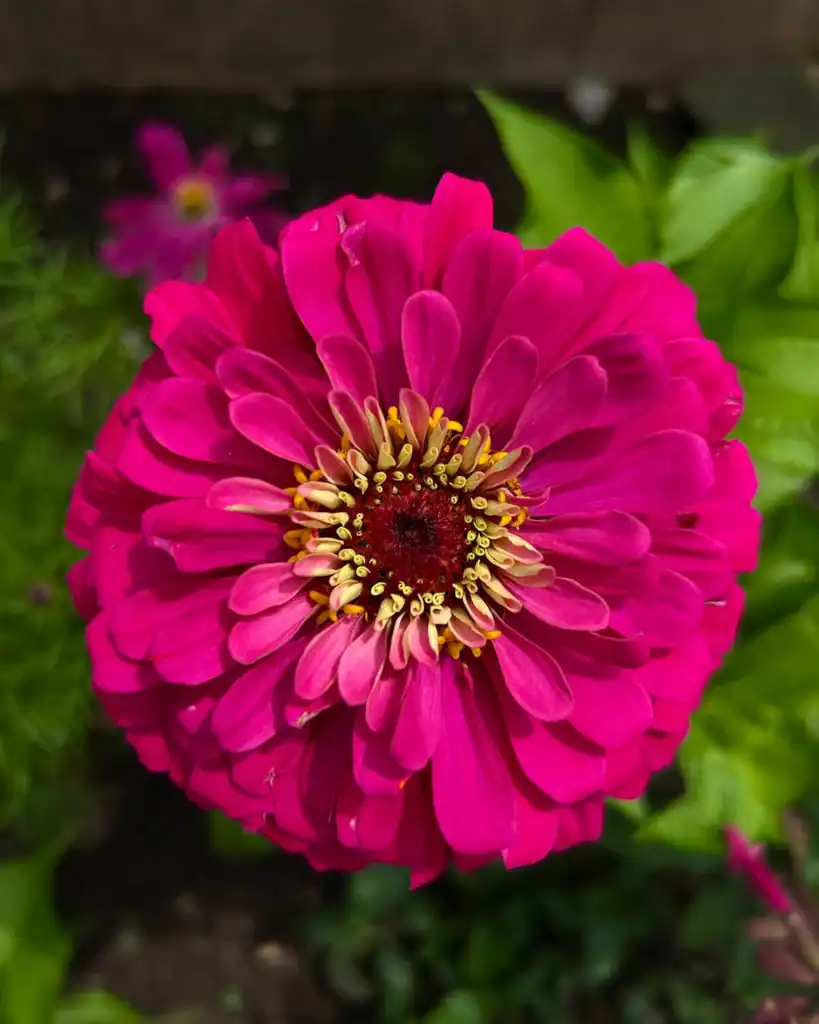 Flowers in the Paine gardens