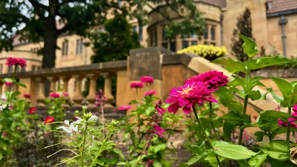 Flowers in the Paine gardens