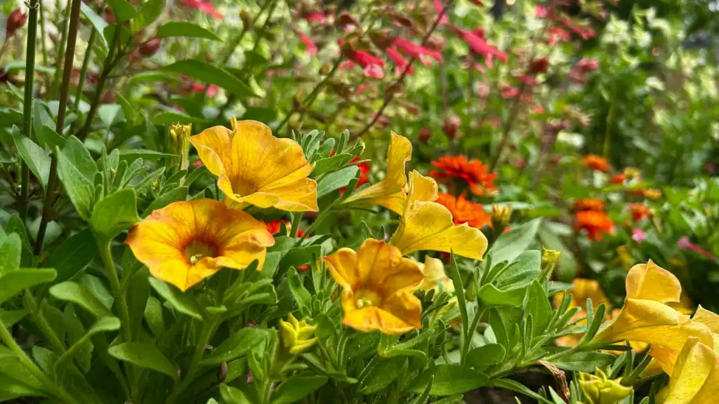 Flowers in the Paine gardens