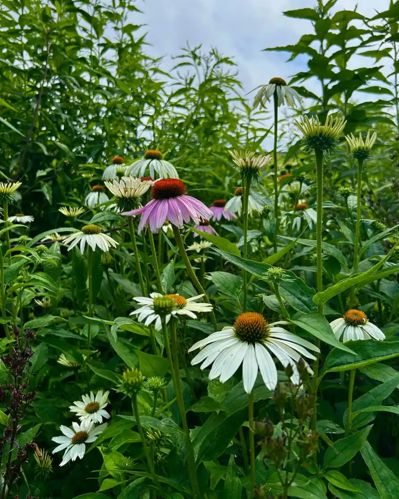 Flowers in the Paine gardens