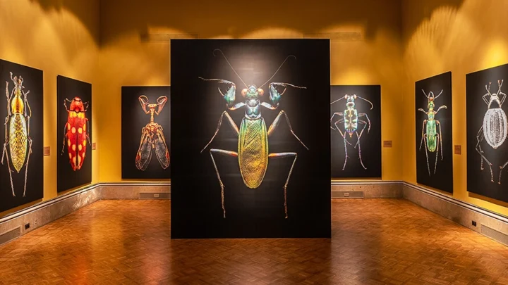 Photos of exotic bugs on view in the main gallery.
