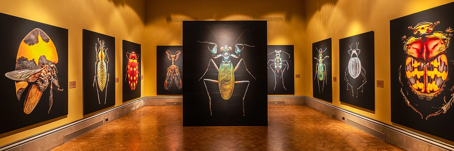 Photos of exotic bugs on view in the main gallery.