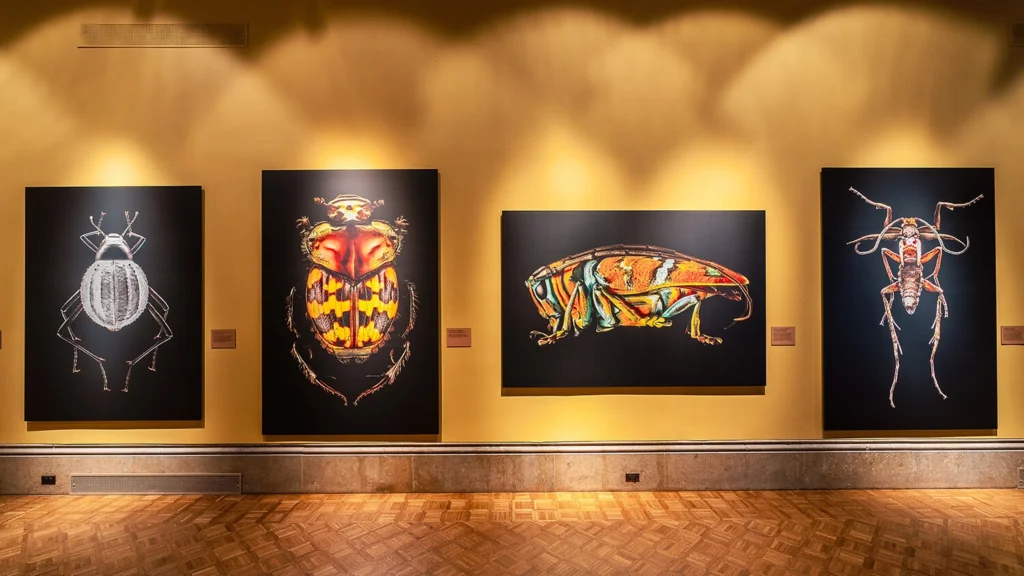 Photos of exotic bugs on view in the main gallery.