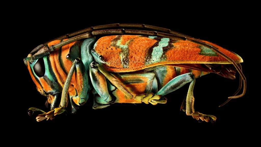 Jewel Longhorn Beetle, Nigeria.