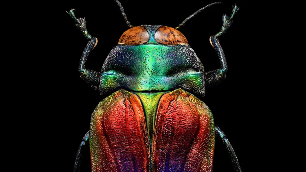 A photo of an insect by Levon Biss