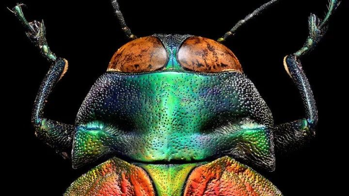 A photo of an insect by Levon Biss.