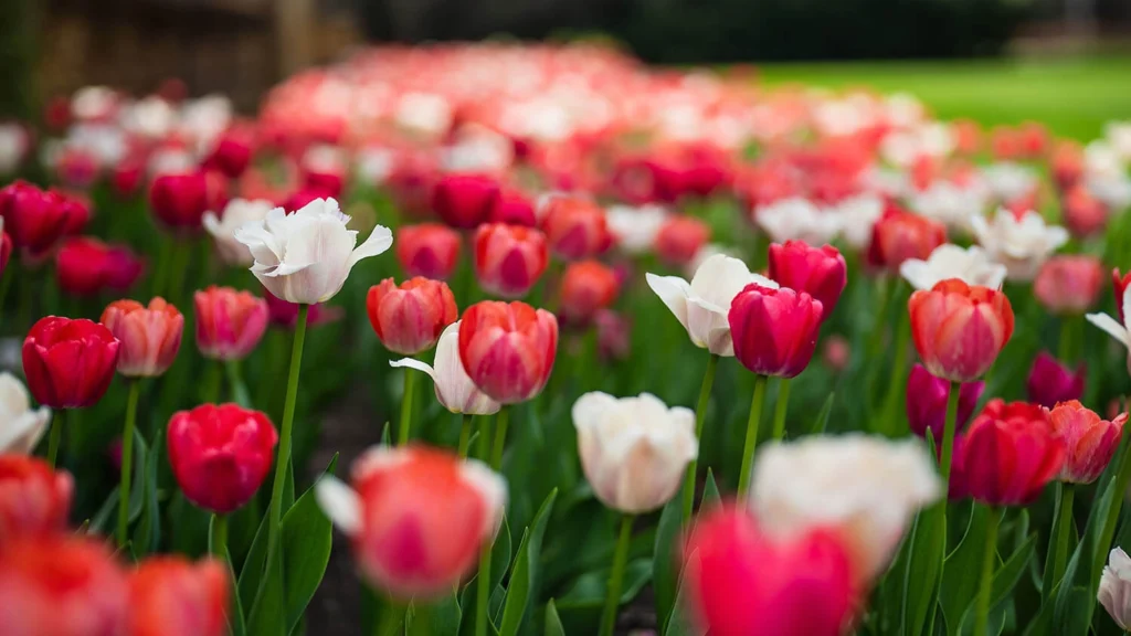 Pink and white tulips in front of the mansion