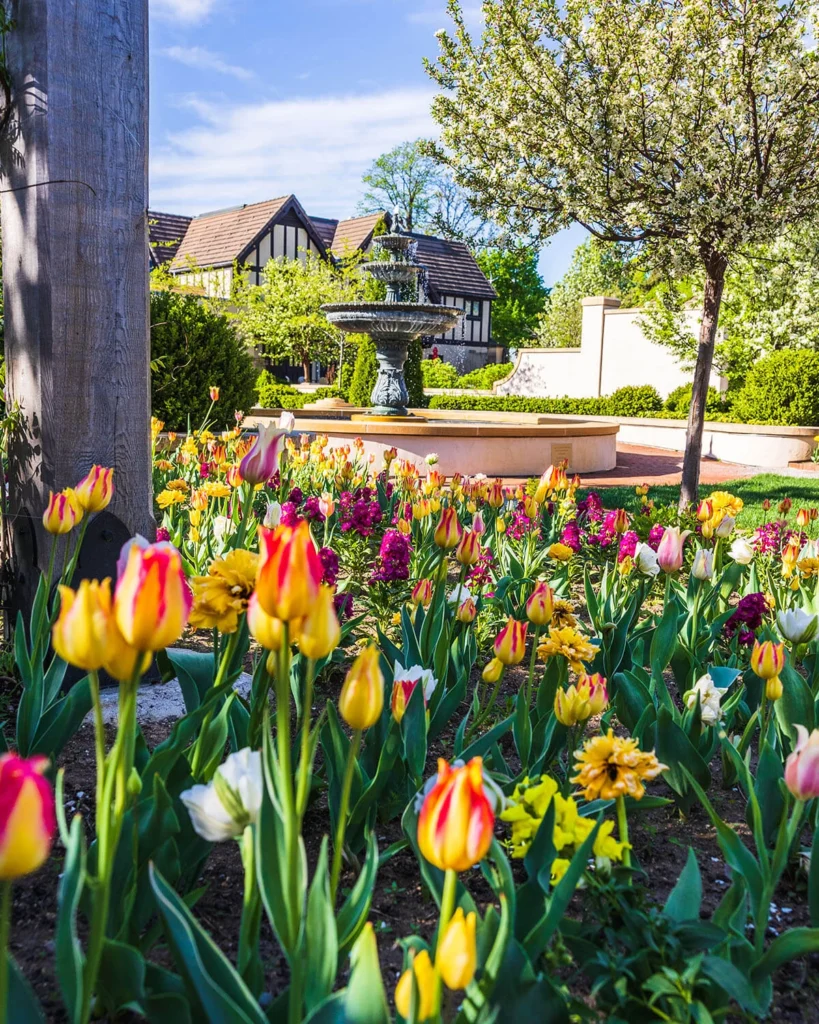 Pink and yellow tulips in the Formal Garden