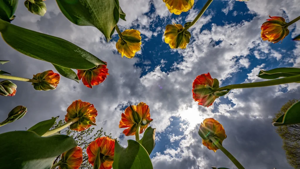 Yellow and orange tulips.