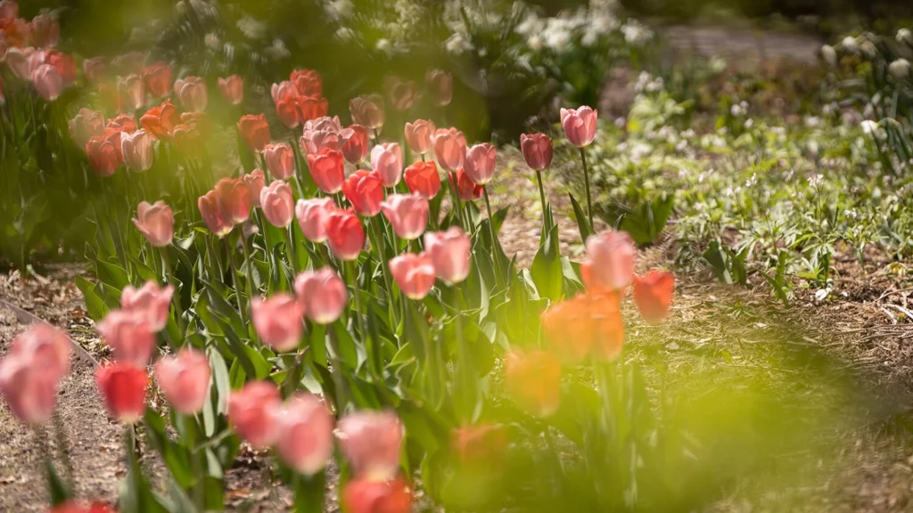 Pink tulips in the Ceremony Garden