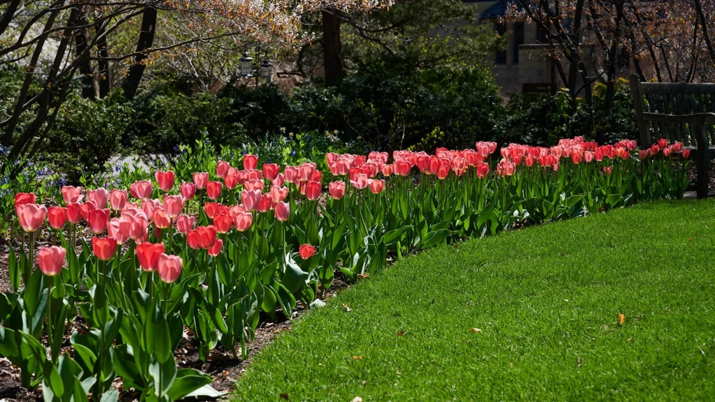 Pink tulips in the Ceremony Garden.