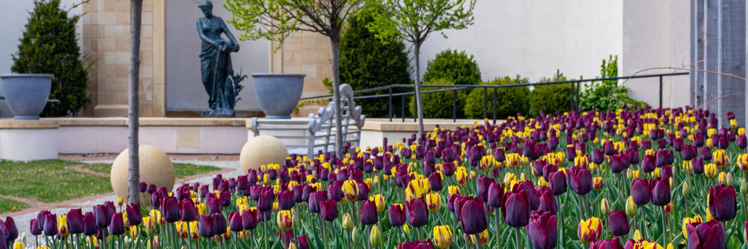 Purple and yellow tulips in the formal garden.