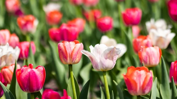 Pink and white tulips