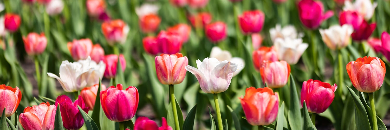 Pink and white tulips