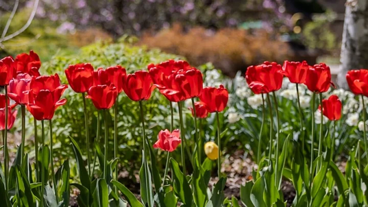 Red tulips in a row.
