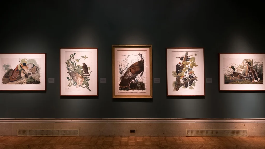 Life-size portraits of birds and florals hang on a green wall of the Main Gallery.
