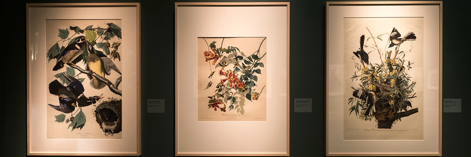 Life-size portraits of birds and florals hang on a green wall of the Main Gallery.