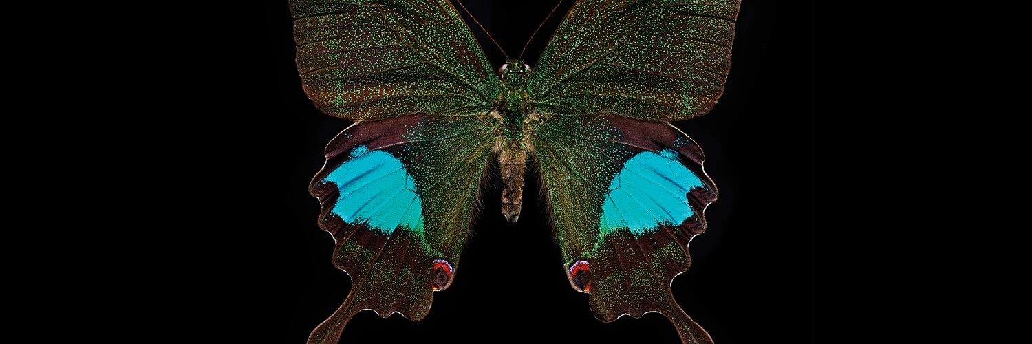 A photo of a butterfly.