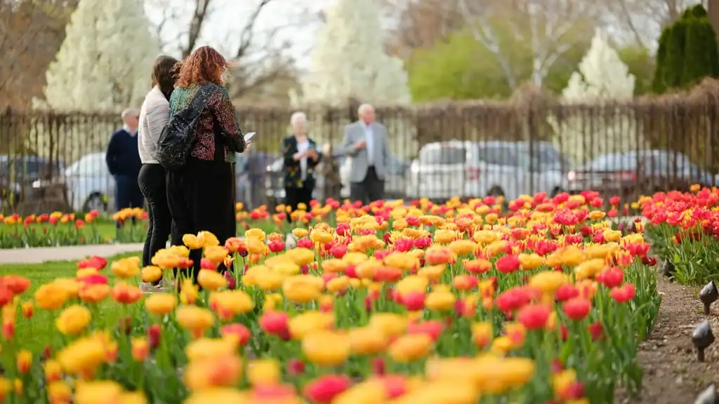 Paine Members view tulips in the gardens.