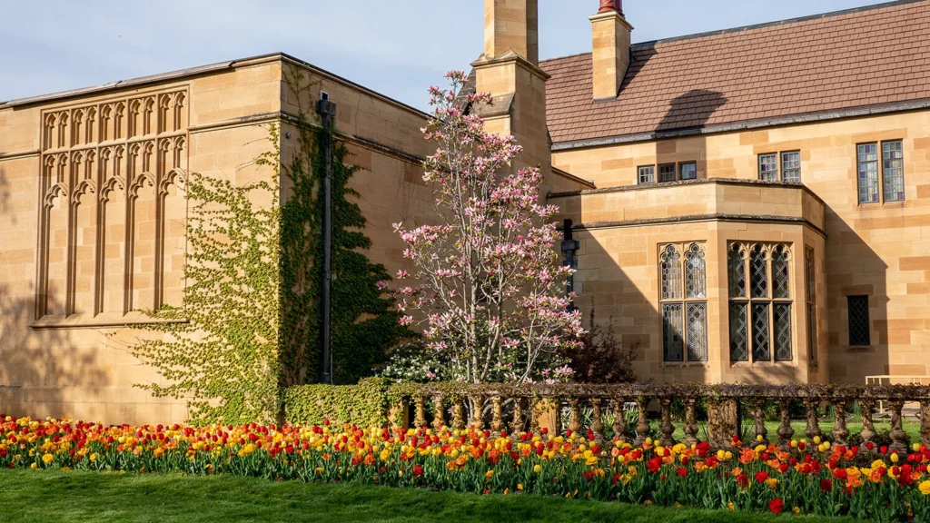 Tulips and a magnolia tree in front of the Paine mansion in spring.