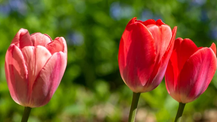 Three tulips in a row.