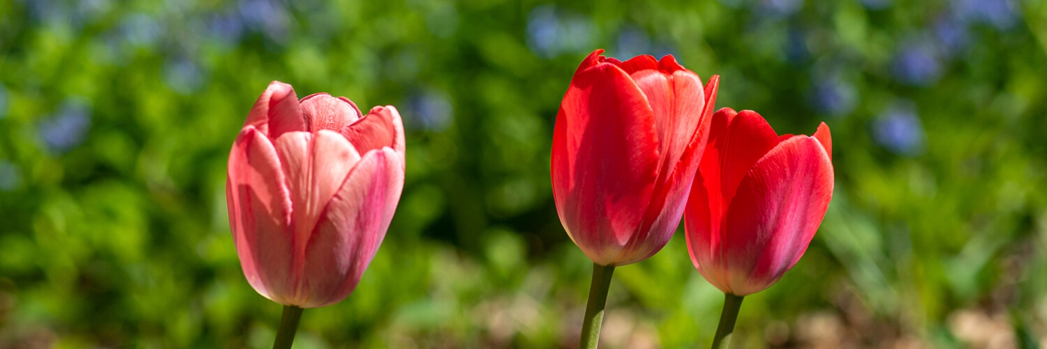Three tulips in a row.