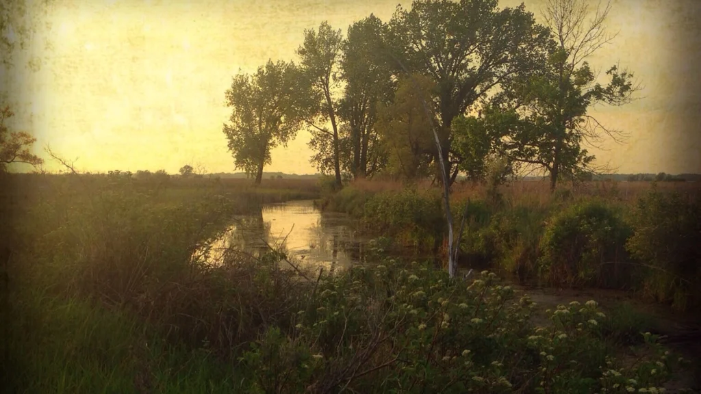 A creek with grasses and trees surrounding it.