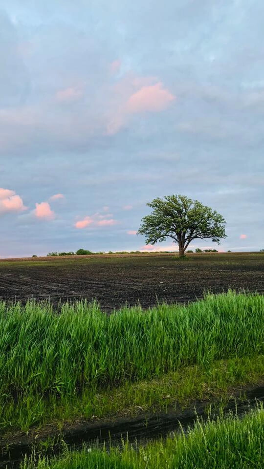 A tree stands in a field.
