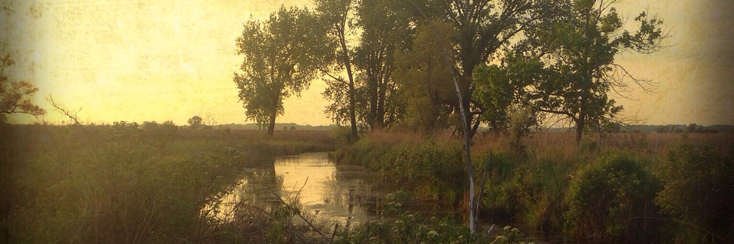 A creek with grasses and trees surrounding it.