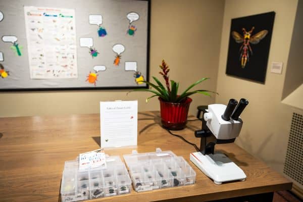 A microscope and insect specimens.