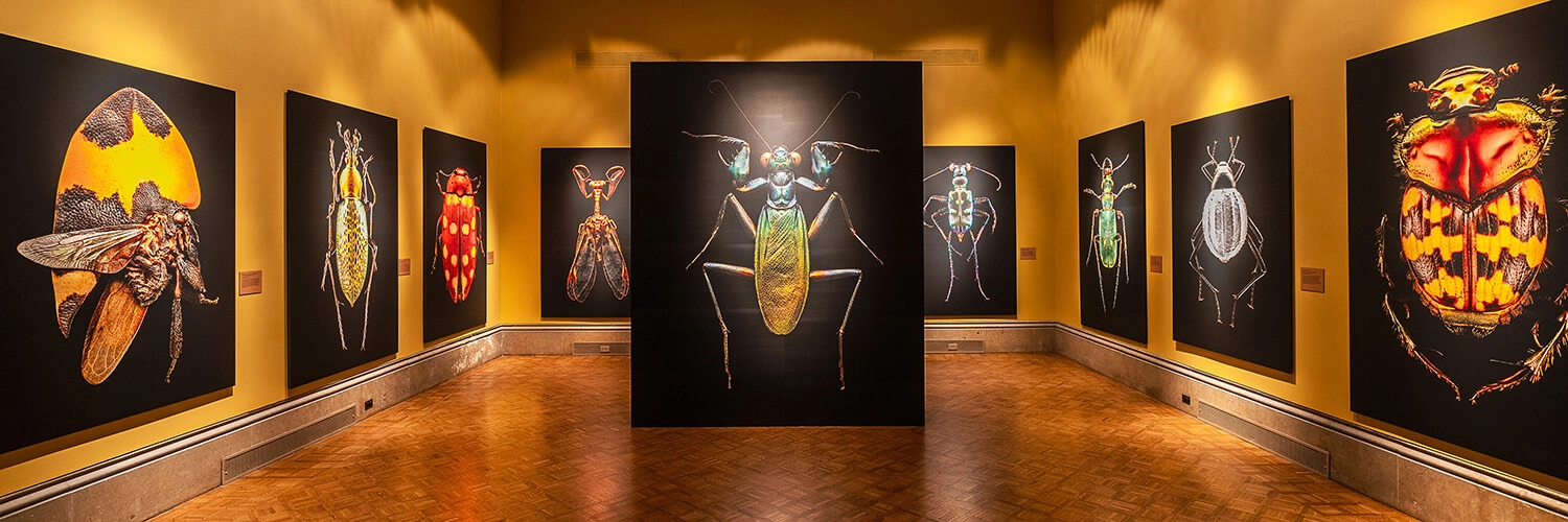 Photos from the exhibition "Microsculpture: The Insect Portraits of Levon Biss" on view in the Main Gallery.