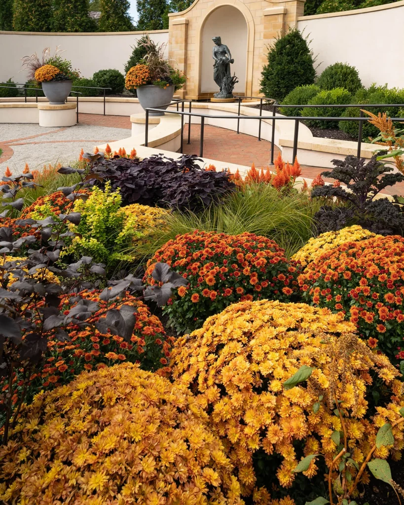 Chrysanthemums in the Formal Garden in fall.