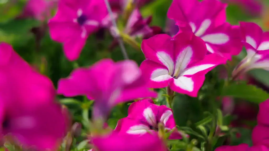 Flowers at Festival of Spring
