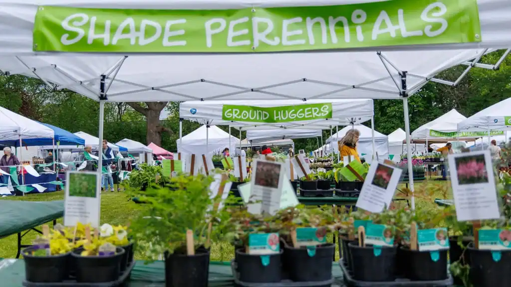 Plants for sale at Festival of Spring