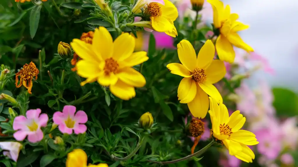 Flowers at Festival of Spring