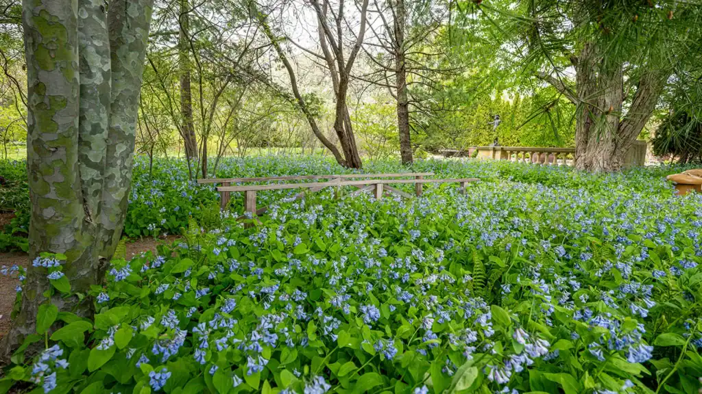 Bluebells in spring