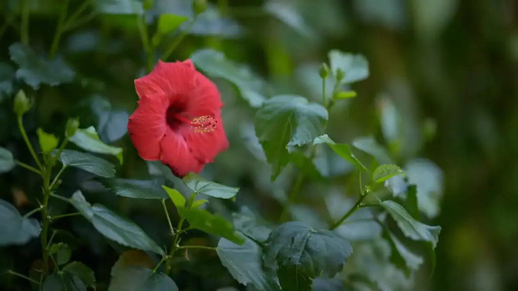 A single flower